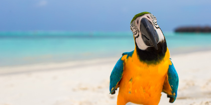 Why Imitation is better than Innovation when Creating a Great Online Retail Experience